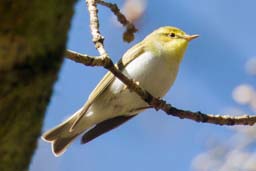 wood warbler